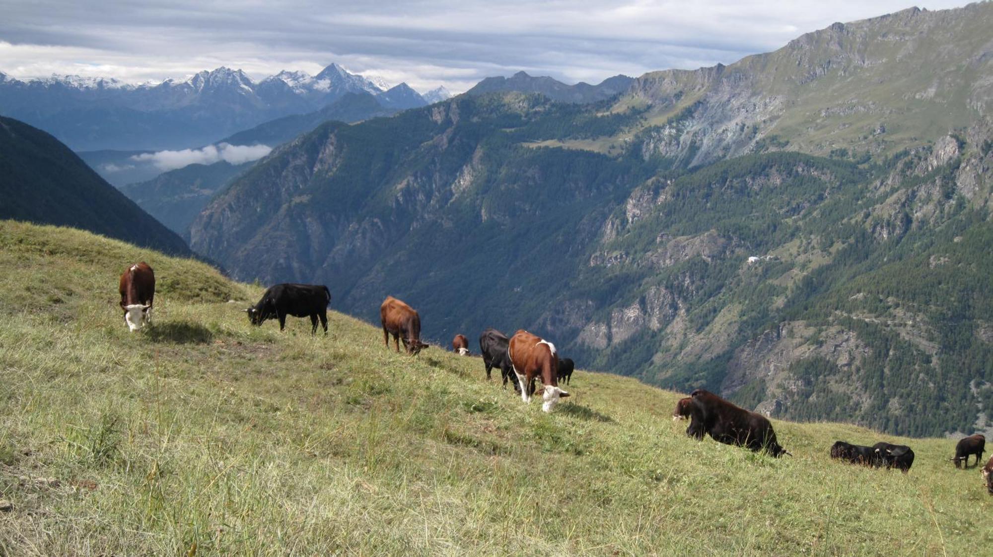 Hotel Meuble Meridiana Valtournenche Zewnętrze zdjęcie